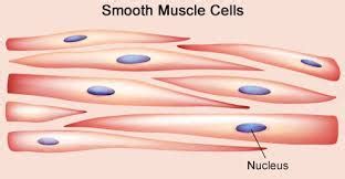 Muscular tissue: skeletal, smooth and cardiac muscle