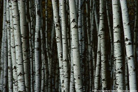 Interesting facts about birch trees | Just Fun Facts