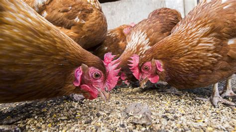 What is the Best Chicken Feed For Laying Hens? - Pet Food Guide