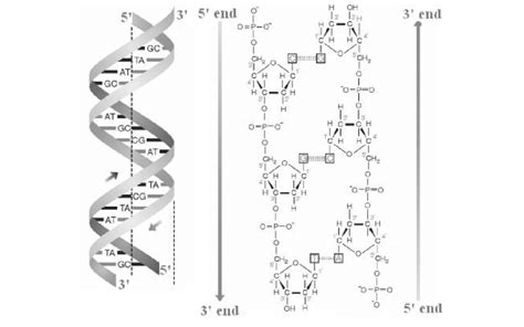 [DIAGRAM] Dna Helix Diagram - MYDIAGRAM.ONLINE