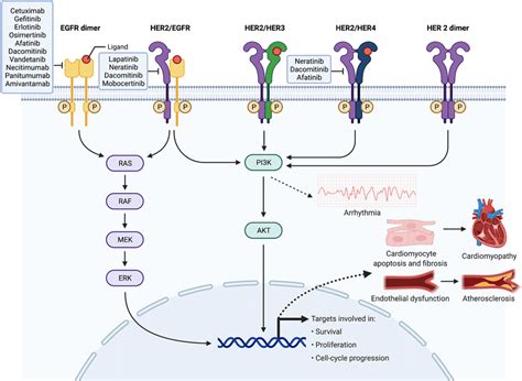 Mechanisms of small molecule/monoclonal antibody EGFR tyrosine kinase ...