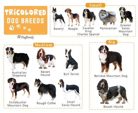 List of Tricolor (Black, Brown, and White) Dog Breeds With Pictures ...