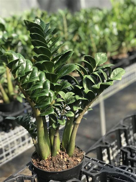 ZZ Plant - Zenzi : ZZ Zamioculcas | Mercer Botanicals