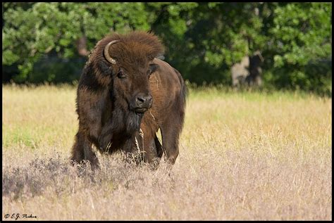 Custer State Park Wildlife Page