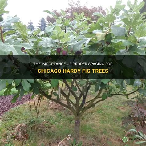 The Importance Of Proper Spacing For Chicago Hardy Fig Trees | ShunCy