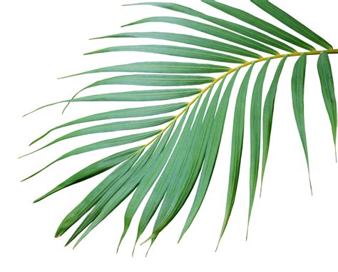 tropical frond green palm leaf tree on transparent background png file ...