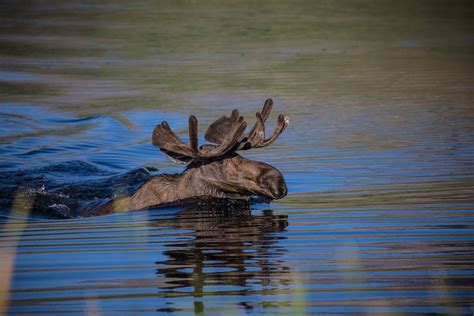 Swimming Moose Did you know moose are excellent... | Glacier National Park