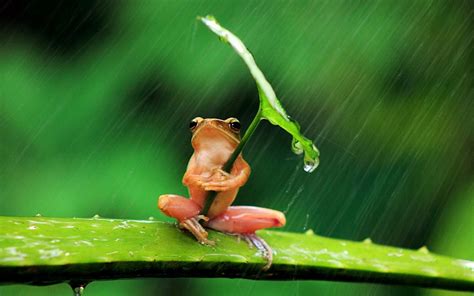 Rainy Refuge: Tree Frog HD Wallpaper