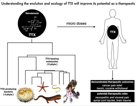 Toxins | Free Full-Text | From Poison to Promise: The Evolution of ...