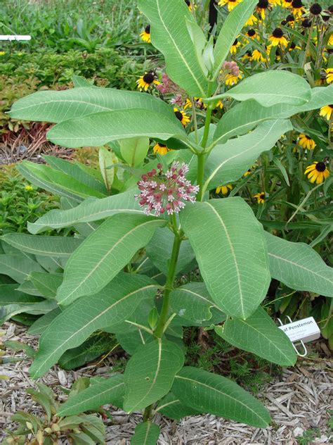 Franklin County (PA) Gardeners: Uncommonly Beautiful Milkweed