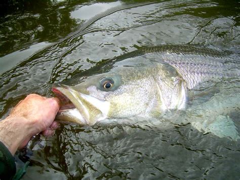 Spring Striper Fishing on the Connecticut River - On The Water