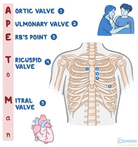 APE To Man: Heart Sounds Mnemonic | Osmosis