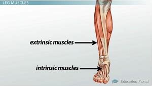 Leg Muscles: Anatomy, Support & Movement - Video & Lesson Transcript ...