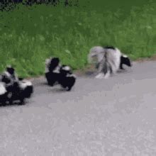 Skunk Spraying Gif