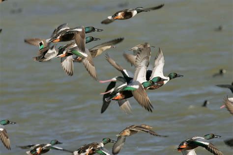 Free picture: flock, northern shoveler, ducks, flying