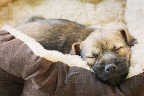 Close up sleeping puppy dog in dog bed - Stock Photo - Dissolve