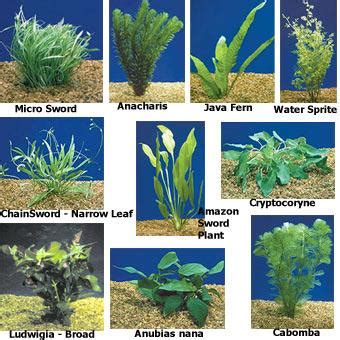 The adaptation in the aquatic submerged plants | Science online