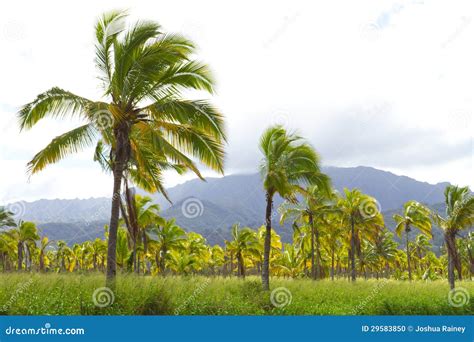 Hawaii Palm Tree Coconut Farm Stock Photo - Image: 29583850