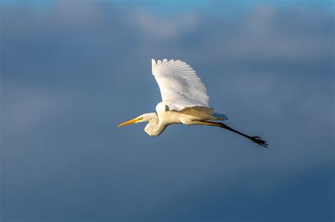 Heron, bird | Free Photo