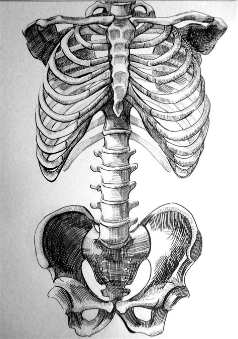 Skelett kunst, Menschliche anatomie kunst, Anatomie kunst