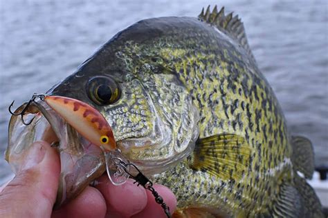 Best Crappie Bait and How to Use It