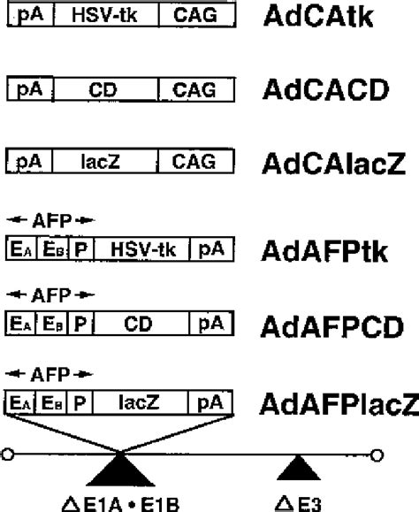 Replication-deficient adenoviruses. A recombinant replication-defective ...