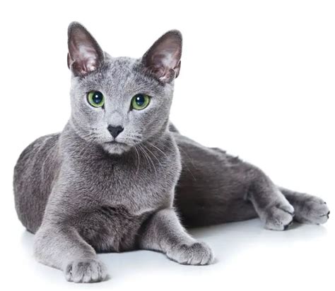 Russian Blue Cat Breeders and Information