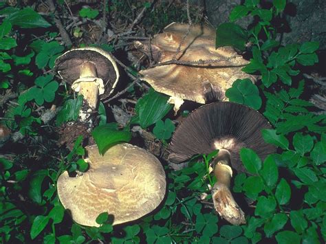 AGARICUS SILVICOLA