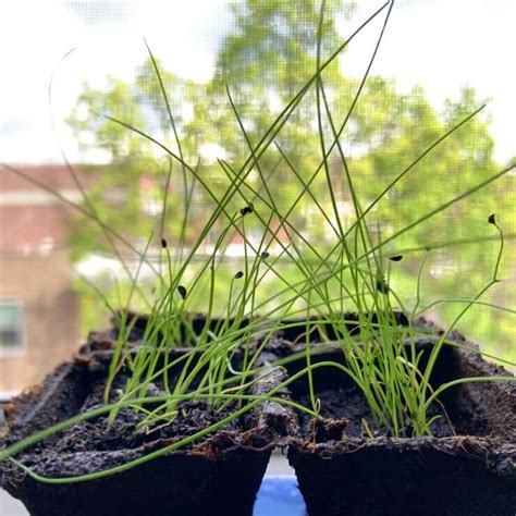 Growing Chives from Seeds or Starts - Food Gardening Network