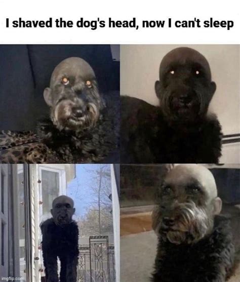 Shaved dog head - Imgflip