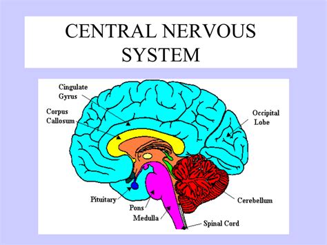 central nervous system with brain parts and functions