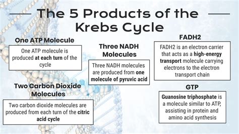 Krebs Cycle Summary: Reactions, Products, Importance, Location