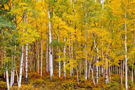 Southwest Colorado Fall Aspen Trees Fine Art Photo Print | Photos by ...