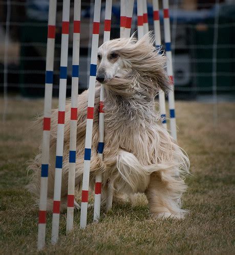 Columbia Basin Dog Training Club Agility Trials | Scott Butner | Flickr