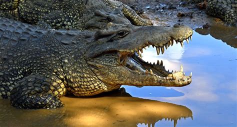 Cuban Crocodile (Crocodylus rhombifer) | about animals