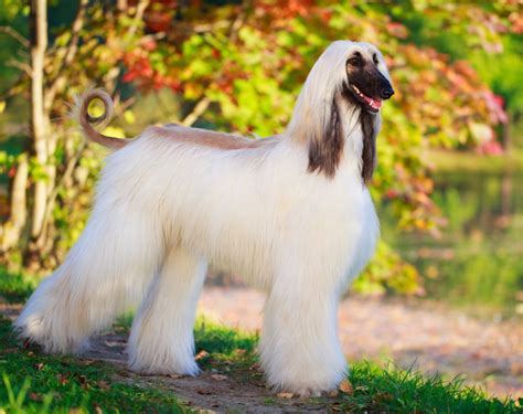 Afghan Hound - Breed Profile | Australian Dog Lover