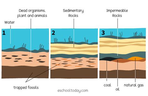 Arriba 48+ imagen formation fossil fuels - Abzlocal.mx