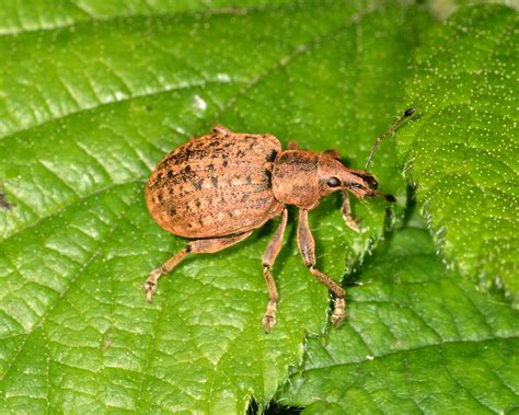 East Glamorgan Wildlife: Weevils ... ?