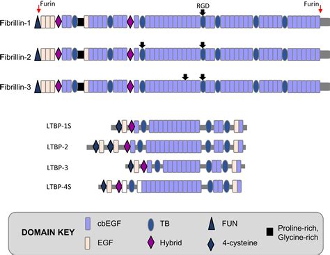 Fell‐Muir Lecture: Fibrillin microfibrils: structural tensometers of ...