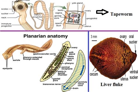 Trematoda Archives - Microbiology Notes