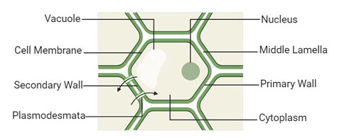 Cell Wall Diagram | Structure and Function