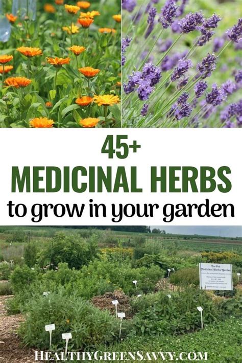 Growing a Medicinal Herb Garden: 45 Medicinal Garden Plants