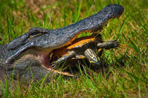 Share the Experience | Okefenokee National Wildlife Refuge