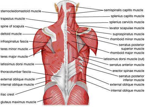 Pin on upper body free weights