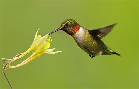 Variety is Life for Hummingbirds — Photo Gallery – Your Connection to ...