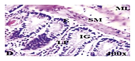 Photomicrographs of the naïve control (a) and croton oil-induced ...