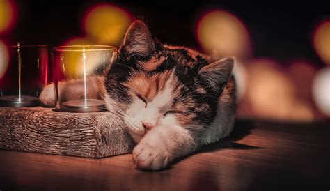 Cat Sleeping Wallpaper,HD Animals Wallpapers,4k Wallpapers,Images ...