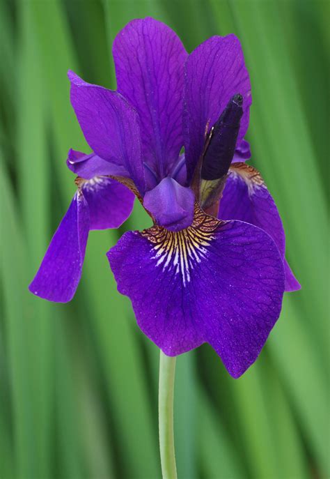 Siberian iris #iris #plants #garden | What I Love in a Garden ...