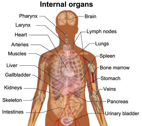 Diagram Of Internal Organs - exatin.info