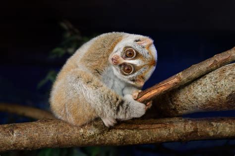 What is a slow loris? Everything you need to know about this cute but ...